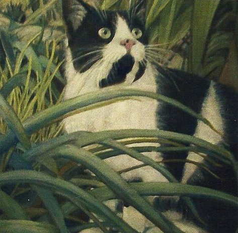 animal11